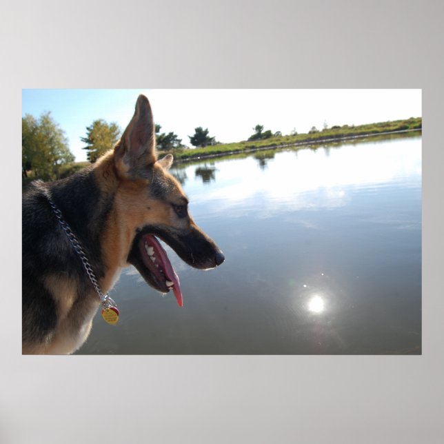 Poster German shepherd/Aproveitando a visualização (Frente)