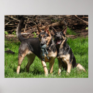 Poster German shepherd azuis raros
