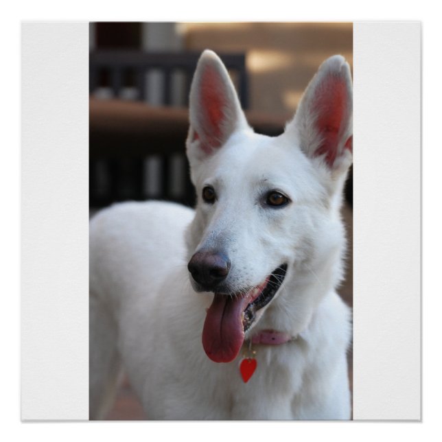 Póster german shepherd branco (Frente)