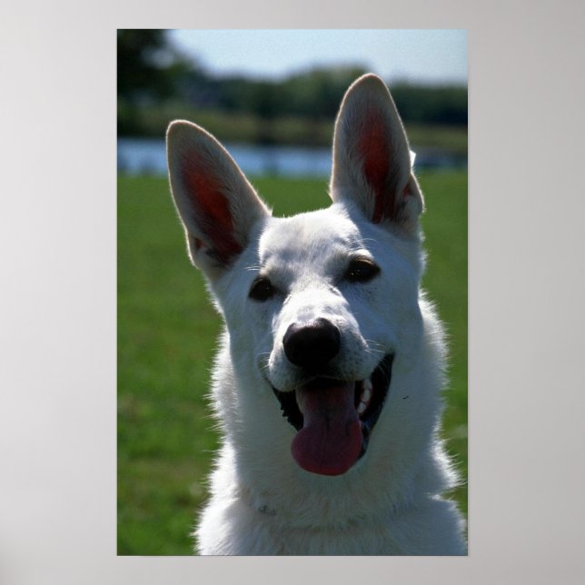 Póster German shepherd branco (Frente)