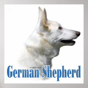 Poster German shepherd branco