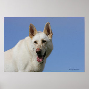 Póster German shepherd branco