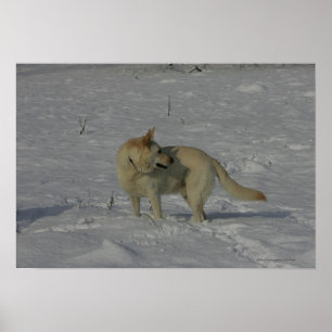 Póster German shepherd branco na neve