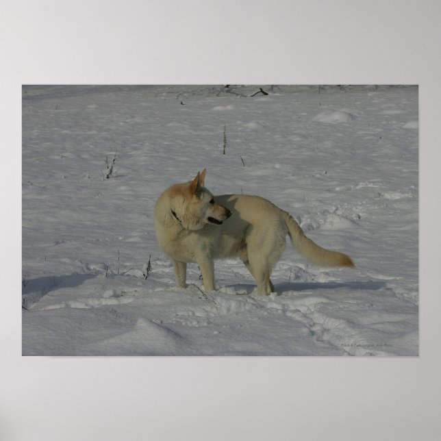 Póster German shepherd branco na neve (Frente)