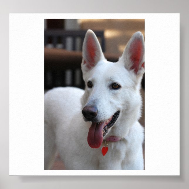 Poster german shepherd branco.png (Frente)
