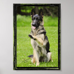 Póster German shepherd cinco alto
