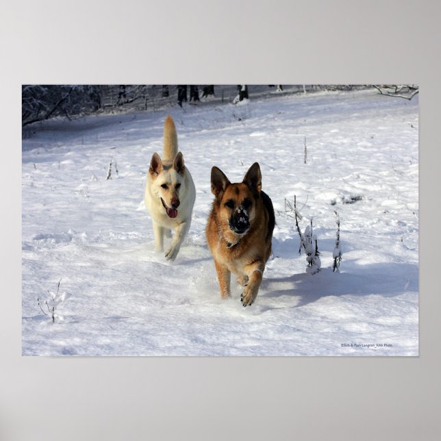 Póster German shepherd correndo na neve (Frente)