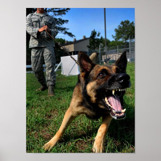 Poster German shepherd de Barco (Frente)