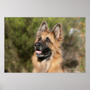 Poster German shepherd de cabelos compridos 1