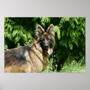 Póster German shepherd de cabelos compridos 1 de Brown