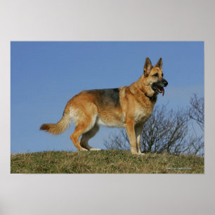 Póster German shepherd de cabelos compridos 2 de Brown