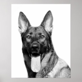 Póster German shepherd de cão, animal de companhia, foto