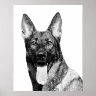 Póster German shepherd de cão, animal de companhia, foto