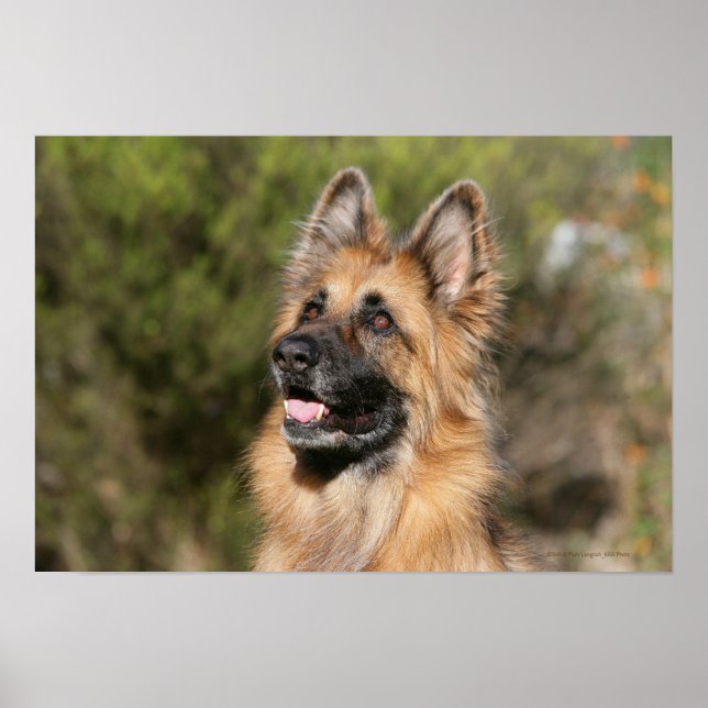 Poster German shepherd de longo curso 1 (Frente)