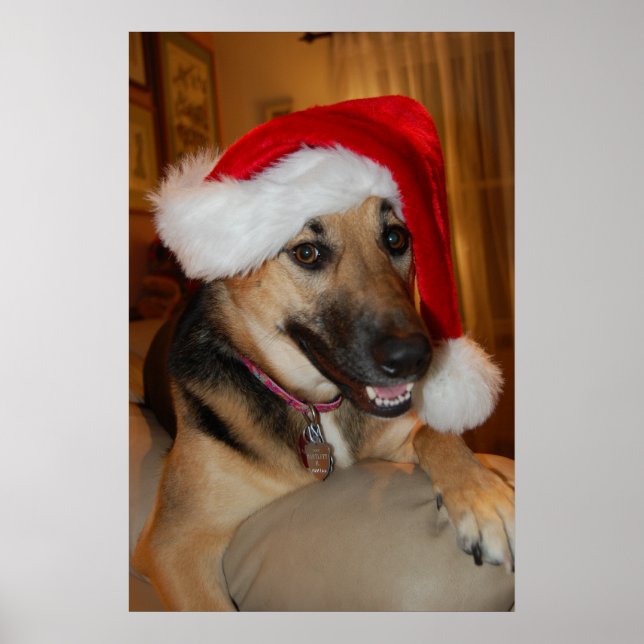 Póster German shepherd de Natal (Frente)