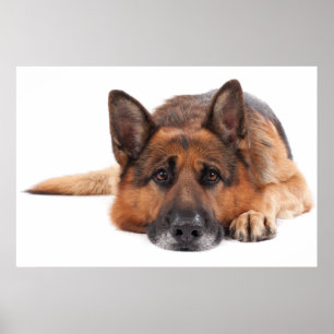 Poster German shepherd deitado sobre fundo branco