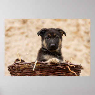 Poster German shepherd Em Cesta