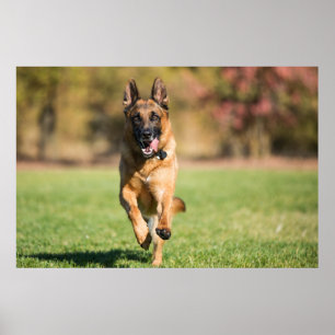 Poster German shepherd em execução
