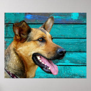 Poster German shepherd Feliz