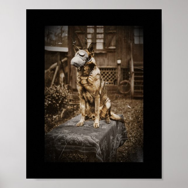 Poster German shepherd na máscara de gás (Frente)
