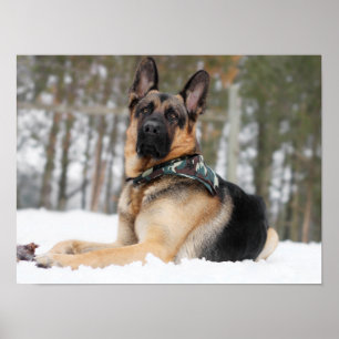 Poster German shepherd Na Neve