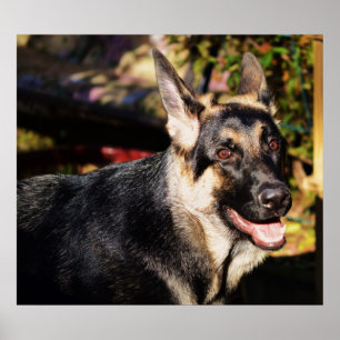 Poster German shepherd por Shirley Taylor