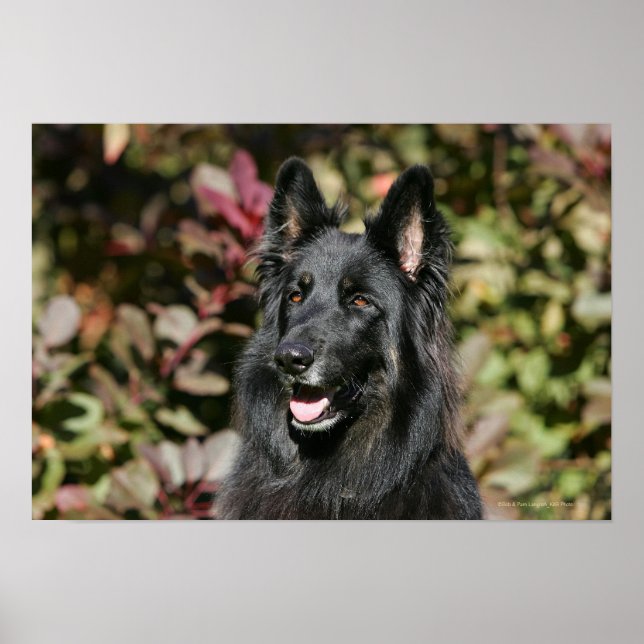 Póster German shepherd Preto Longo (Frente)