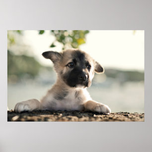 Poster German shepherd Puppy Sobre A Borda