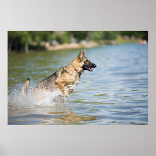 Poster German shepherd Salta Em Água