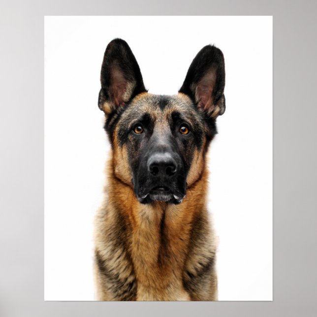 Poster German shepherd Sentado (Frente)