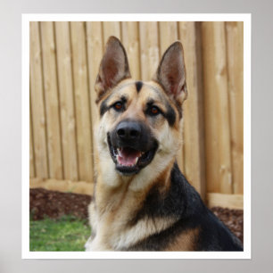 Póster German Shepherd Sitting Alert