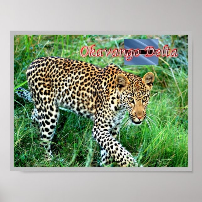 Poster GHEPARD Okavango Delta - (Frente)