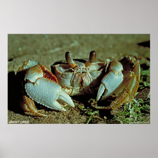 Póster Ghost Crab