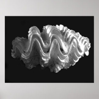 Póster Giant Frilled Clam Seashell Tridacna squamosa