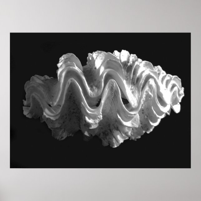 Póster Giant Frilled Clam Seashell Tridacna squamosa (Frente)