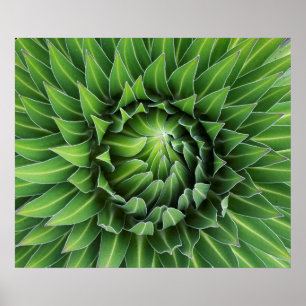 Póster Giant Lobelia  Monte Kenya National Park