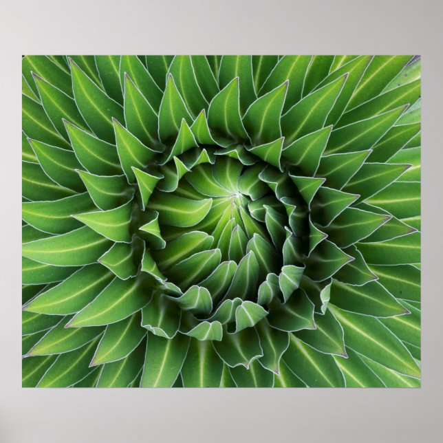 Póster Giant Lobelia | Monte Kenya National Park, Quénia (Frente)