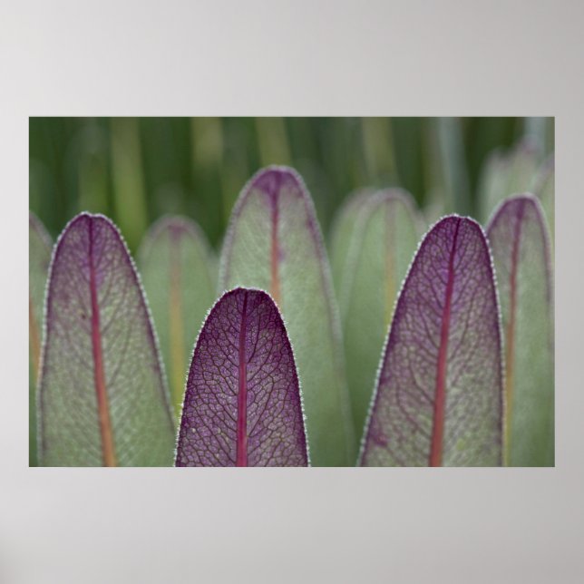 Poster Giant Lobelias | Rwenzoris (Frente)