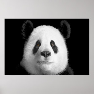 Poster Giant Panda