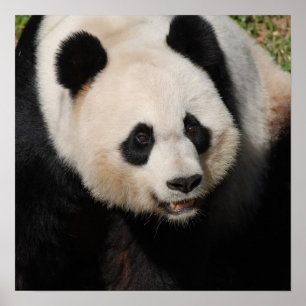 Póster Giant Panda