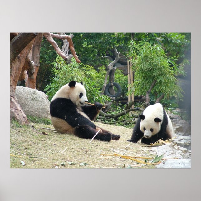 Poster Giant Panda e Bamboo (Frente)