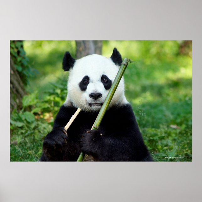 Poster Giant Panda Holding Bamboo (Frente)