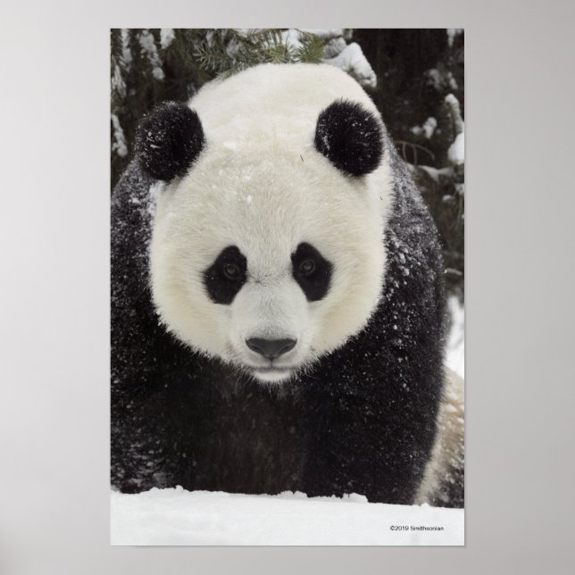 Poster Giant Panda in Snow (Frente)