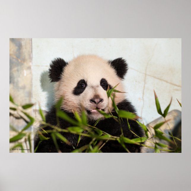 Poster Giant Panda inclinando-se contra a parede (Frente)