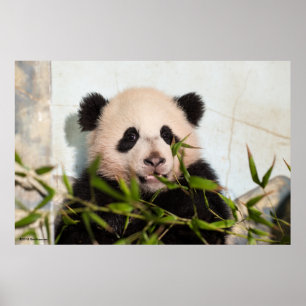 Poster Giant Panda leaning Against Wall