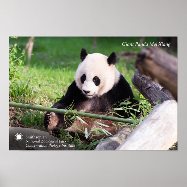Póster Giant Panda Mei Xiang (Frente)