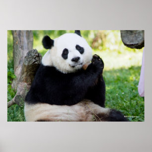 Poster Giant Panda Sitting