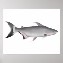 Poster Giant Pangasius