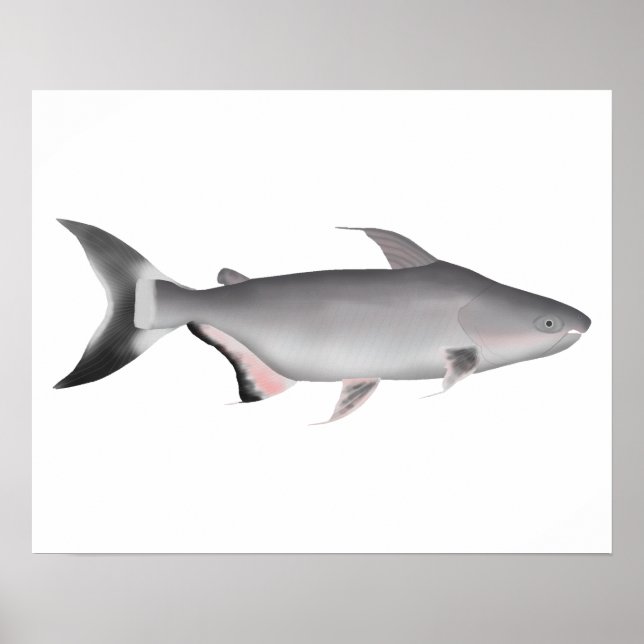 Poster Giant Pangasius (Frente)