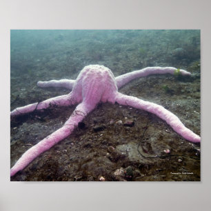 Póster Giant Pink Star (Pisaster brevispinus)